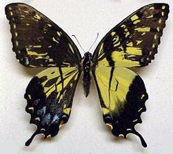 Papilio glaucus mosaic (gynandromorph) Internet Image property of respective owner, non-commercial use only